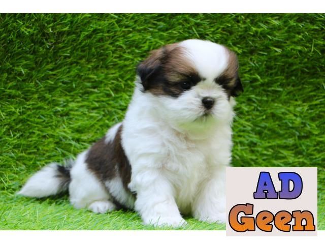 used Shihtzu Is Shihtzu Pups For Sale Trust Kennel for sale 